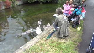130730 32 Salisbury Swans 1