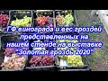 ГФ винограда и вес гроздей представленных на выставке "Золотая гроздь Украины 2020".