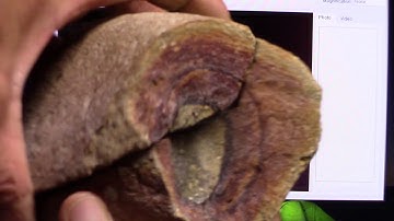 Seal Rock mudfossil samples under digital micro