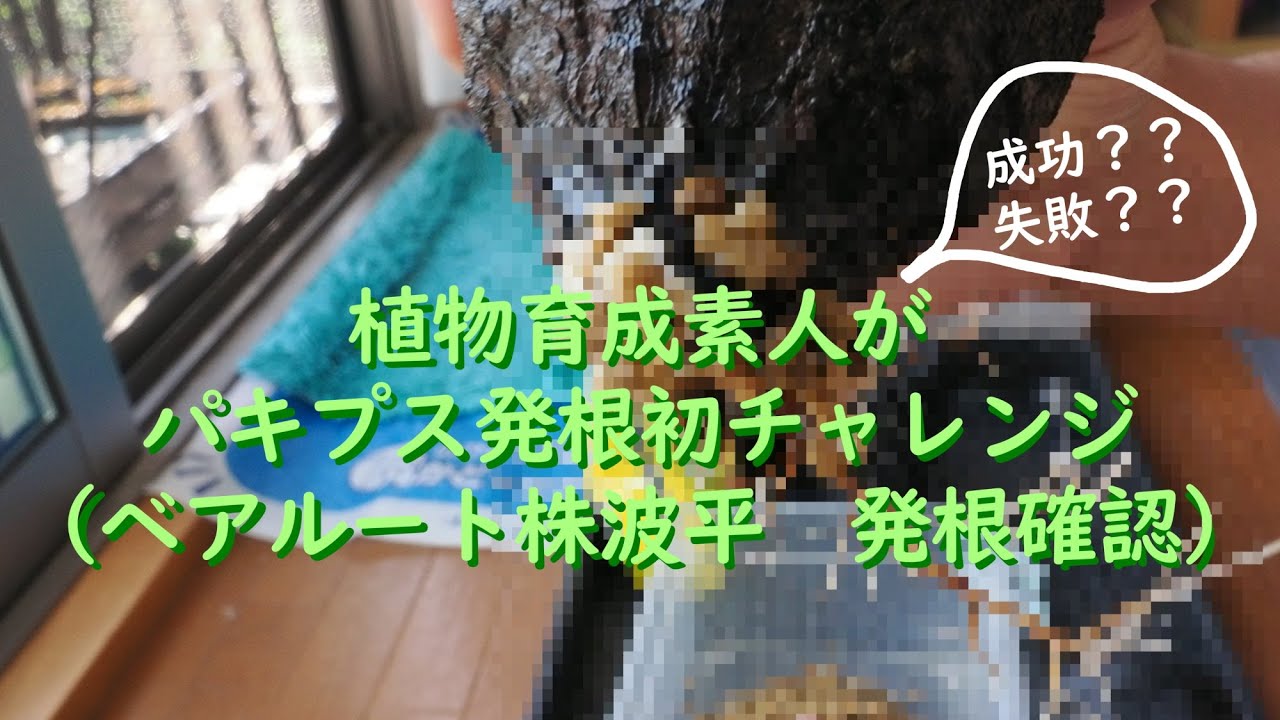パキプス ベアルート株 チャレンジ 素人がチャレンジする初パキプス発根管理#7（ベアルート株（波平）の発