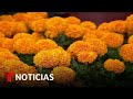 Sin descanso para los productores de la flor de cempasúchil | Noticias Telemundo