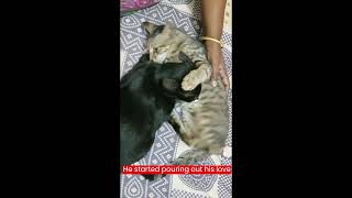 she delivered four kittens// Amma Cat by (K)CAT(D) 23 views 1 month ago 2 minutes, 26 seconds