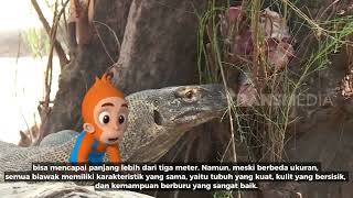 Fakta Unik Tentang Biawak: Reptil Misterius di Alam Liar