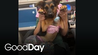 Find a furry friend at the Stockton Animal Shelter | Central Valley Cuddles