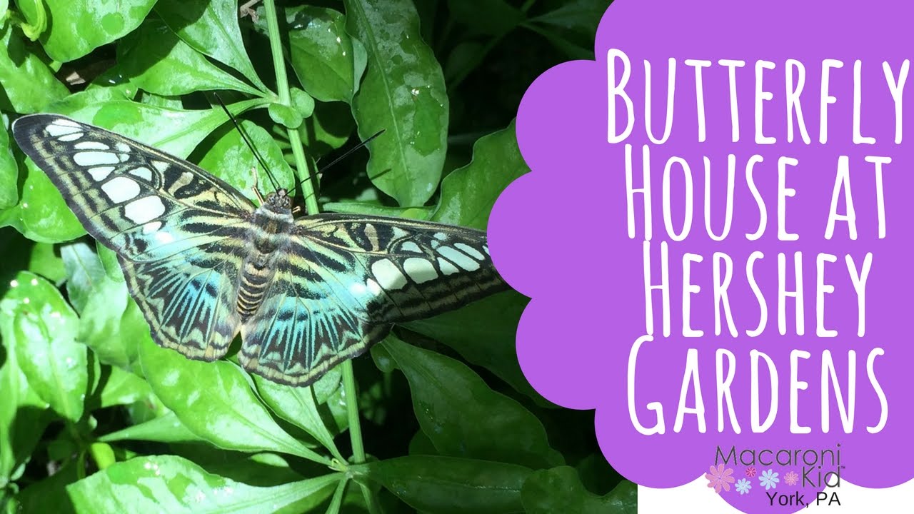 Butterfly House At The Hershey Gardens In Hershey Pa Youtube