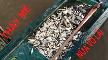 vó cá nữa võ lãi cá linh cá rô phi | nhạc sống 8 tới