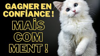 Gagner La Confiance D'un Chat Errant