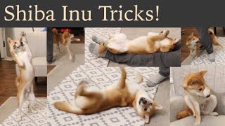 6 Month Shiba Inu TRICKS!! Freestyle Practice (unedited)