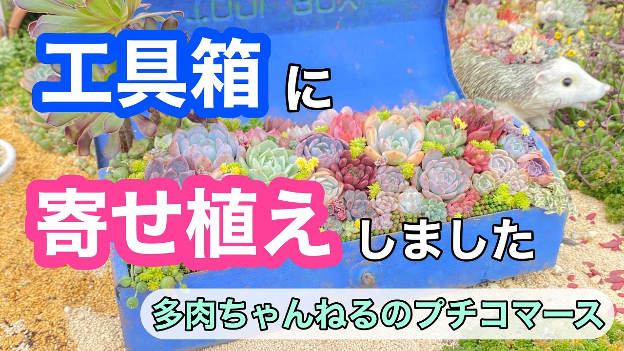 多肉植物】古い工具箱に寄せ植えしました💖【園芸】【寄せ植え】 - YouTube