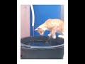 Kucing Oren main Aer