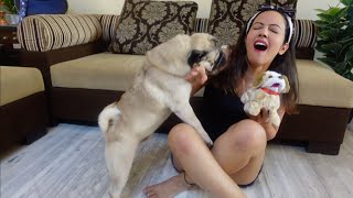 Simba Reacts To New Puppy At Home | Cute & Funny Pug Video