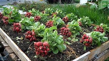 Tái chế vỉ trứng cũ để trồng củ cải đỏ baby | Recycle old egg cartons to grow baby red beets