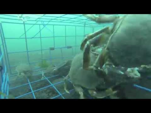 GoPro Hero 3 Inside Crab Trap. Re-up.