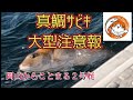真鯛サビキ大型注意報 岡山からこと丸2号艇#鯛釣り#鯛サビキ#岡山船釣り