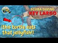 SCUBA DIVING KEY LARGO!! | Rainbow Reef Dive Center! Florida Keys diving! Sea Turtle eats jellyfish!