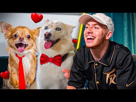 Vidéo: Sweet, chien craintif et son meilleur ami félin besoin d'un foyer ensemble