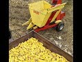 Berba kukuruza 2019 уборка кукурузы в початках 2019