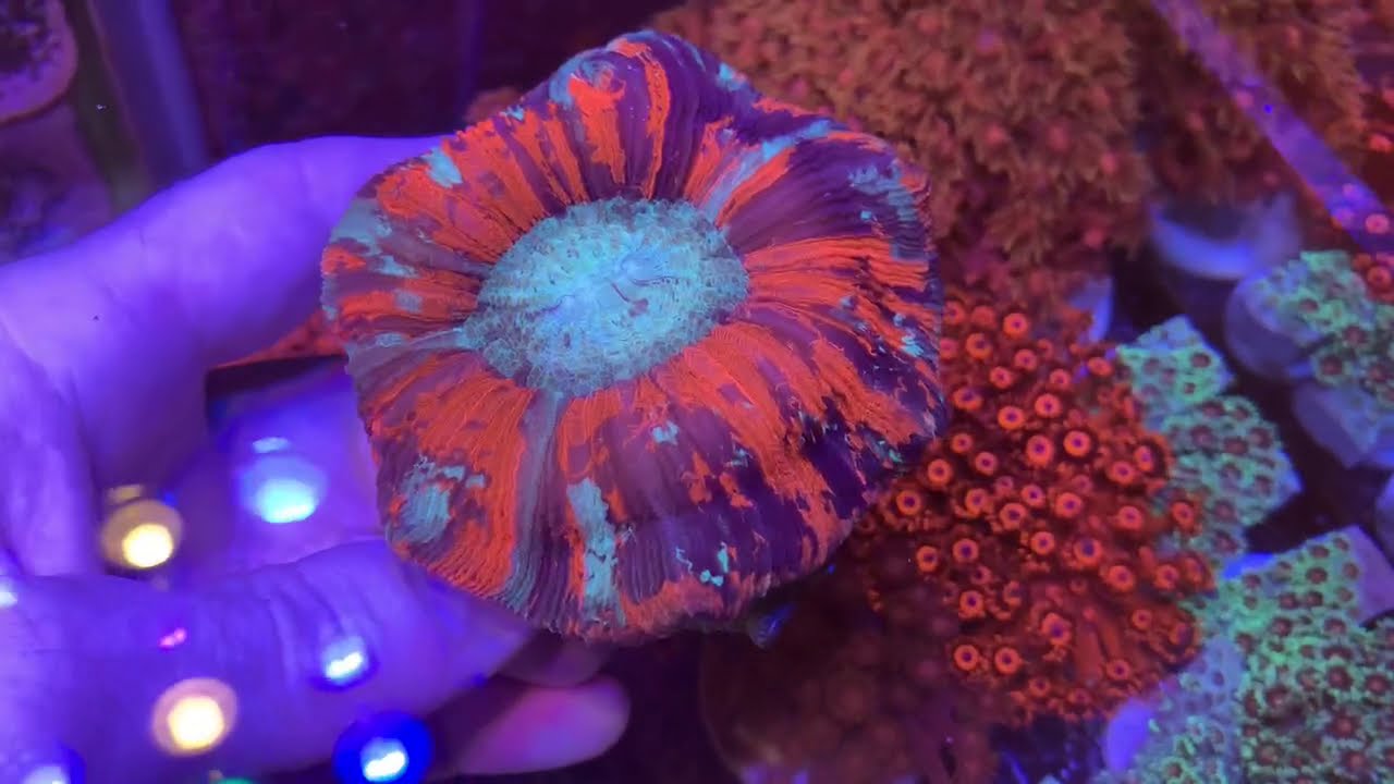 Trachyphyllia geoffroyi. Relax Coral Reef. Интернет магазин REEF EXCLUSIVE