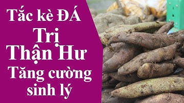 Tắc Kè Đá ( Cốt Toái Bổ) Trị thận hư , bổ thận, tráng dương, đau nhức xương khớp
