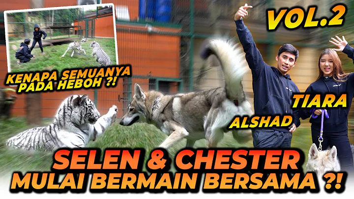 ALSHAD DAN TIARA JAGAIN SELEN MAEN BARENG CHESTER ...