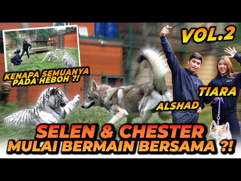 ALSHAD DAN TIARA JAGAIN SELEN MAEN BARENG CHESTER ! SELEN UDAH MULAI AKRAB DENGAN CHESTER !!