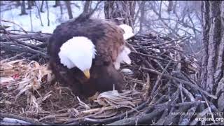 DECORAH EAGLES  2\/26\/2020  5:37 PM  CDT    FIRST EGG AT 5:44 PM  CDT FOR MOM AND DM2