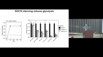 Transcriptional regulation of metabolism