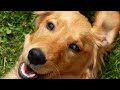 Dogs smiling compilation