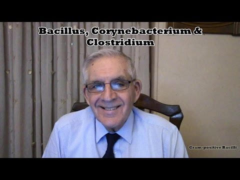 Gram-positive Bacilli (Bacillus, Corynebacterium and Clostridium)