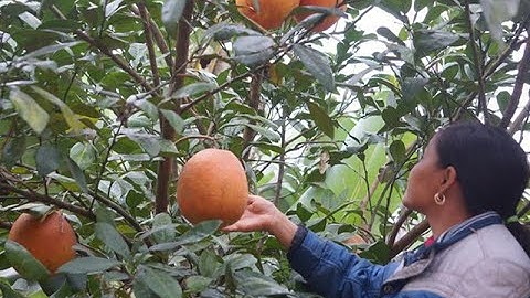 Bưởi Đỏ Tiến Vua Luận Văn Rộn Ràng Vào Tết | Đài Truyền Hình Thanh Hoá