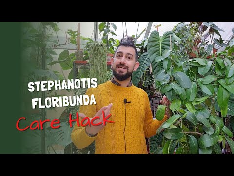 Stephanotis Floribunda | Stephanotis Vine | Madagascar Jasmine | Care and Tips