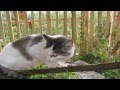 ГОВОРЯЩИЕ КОТЫ \ TALKING CATS