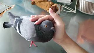 Pigeon Cooing Cuddling Sound