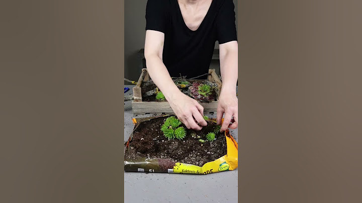 🍄Kreative Herbstkiste🍄 mit Hauswurz