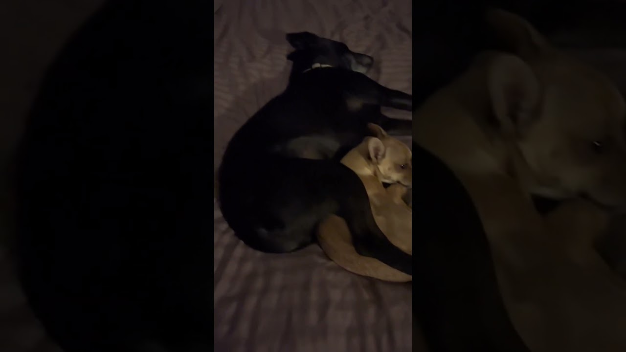 We Don't Deserve Dogs. 