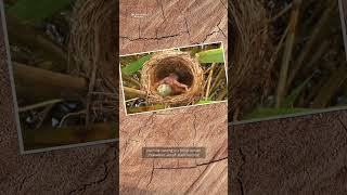 kelakuan burung kuku / kedasih / sirit uncuing si licik #hewan #licik