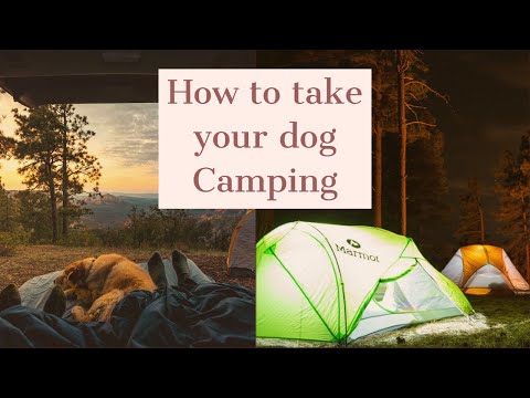 how to take your dog camping for the first time - camping gear for dogs how to take your dog camping