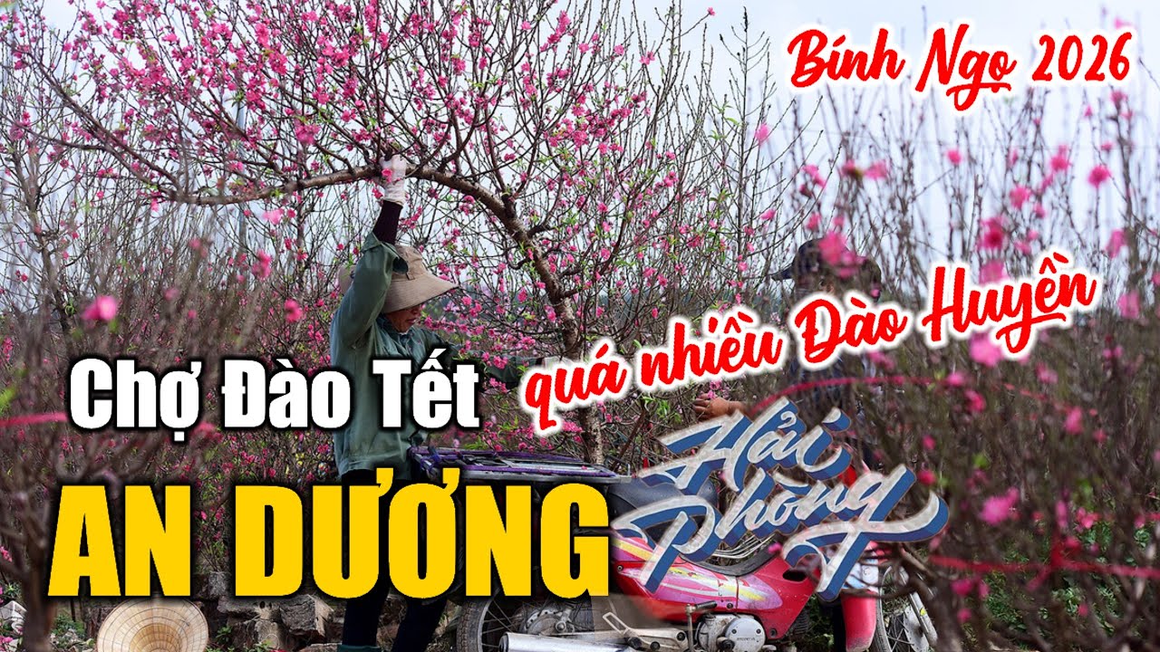 Chợ Đào Tết An Dương | Thiên đường Đào Huyền chơi Tết 2026 (08.02.2026)