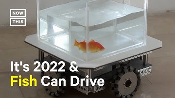 Scientists Train Goldfish How to 