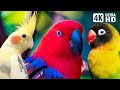 Wonderful small parrots  soothing nature scenes  stress relief  relaxing bird sounds  calm time
