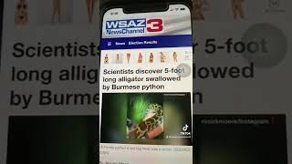 Python eats alligator