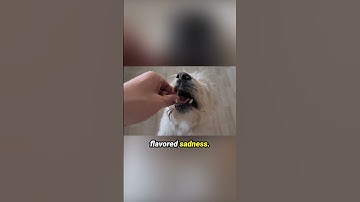 They Taste Dog Food… for a Living 🐶👅 #PetFoodTaster #WeirdJobs #DogFoodTester #StrangeCareers