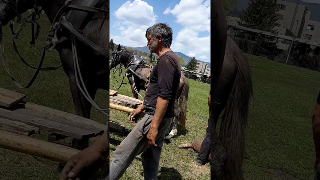 наи силните коне във анезица