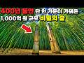 공들인 세월만 400년, 문익점 후손들이 가꿔온 1,000억 원 규모 비밀 원시림 탐방