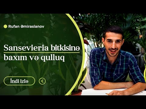 Video: Dişi qıjı: əkin və qulluq