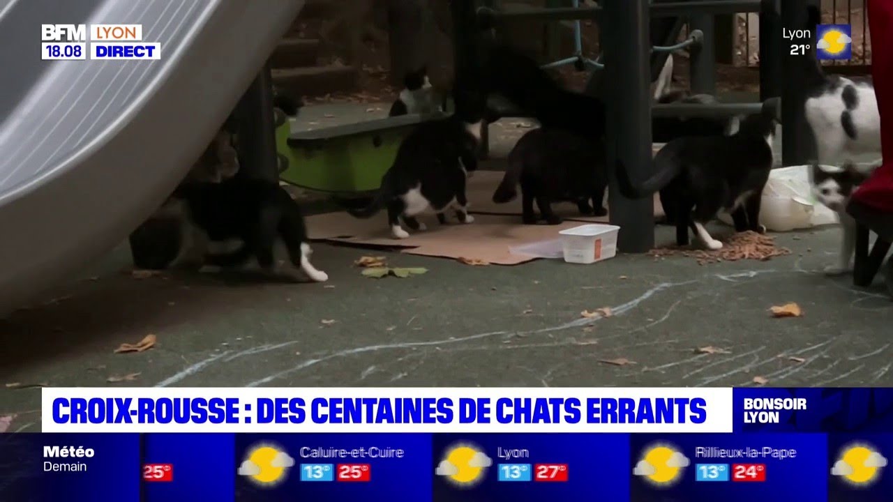 Des chats errants envahissent le quartier de la Croix-Rousse