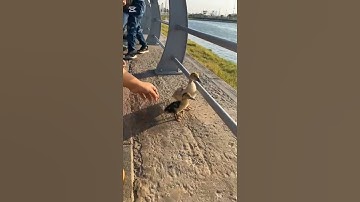 #youtubefamily #youtubeshort #subscribe #kids✨🥰#ducks