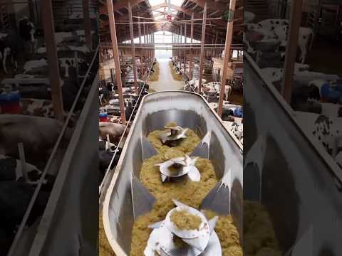 What a $10M cow barn actually looks like #dairyfarm #farming #shorts