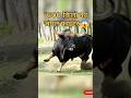 Banteng की ज़बरदस्त Survival Power”“Endangered लेकिन अजेय! Banteng की जिवट कहानी”#shorts