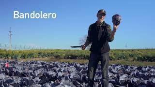 Bejo Red Cabbage - Winter Crop Video